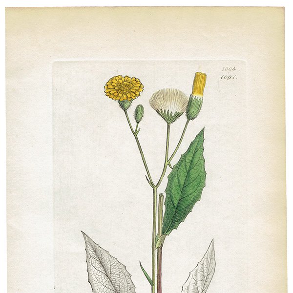 ꥹ ܥ˥륢/ʪ Hieracium paludosum. plate.1091,1839ǯ 0505