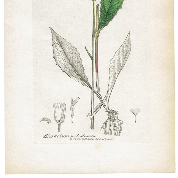 ꥹ ܥ˥륢/ʪ Hieracium paludosum. plate.1091,1839ǯ 0505