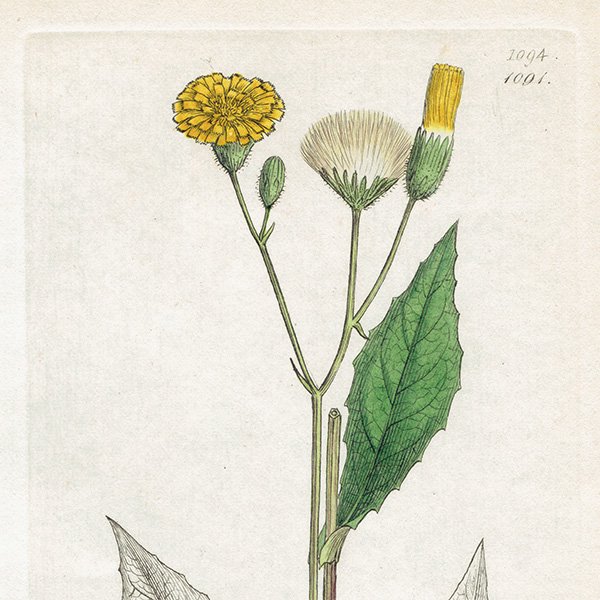 ꥹ ܥ˥륢/ʪ Hieracium paludosum. plate.1091,1839ǯ 0505