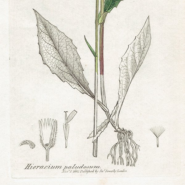 ꥹ ܥ˥륢/ʪ Hieracium paludosum. plate.1091,1839ǯ 0505