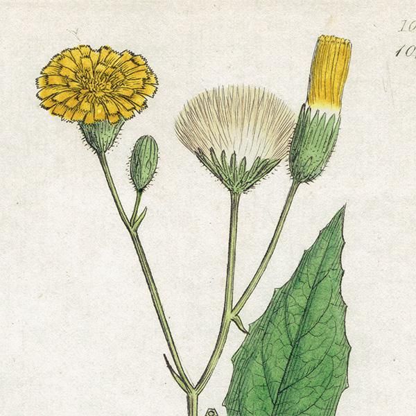 ꥹ ܥ˥륢/ʪ Hieracium paludosum. plate.1091,1839ǯ 0505