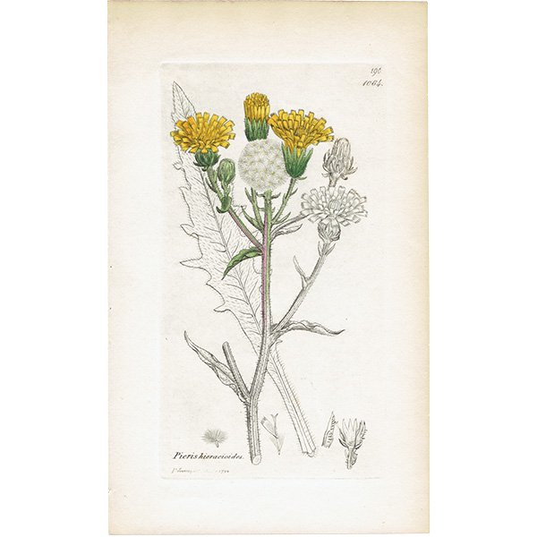 ꥹ ܥ˥륢/ʪ Picris hieracioides(). plate.1064,1839ǯ 0506