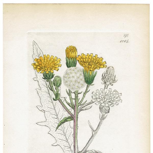 ꥹ ܥ˥륢/ʪ Picris hieracioides(). plate.1064,1839ǯ 0506