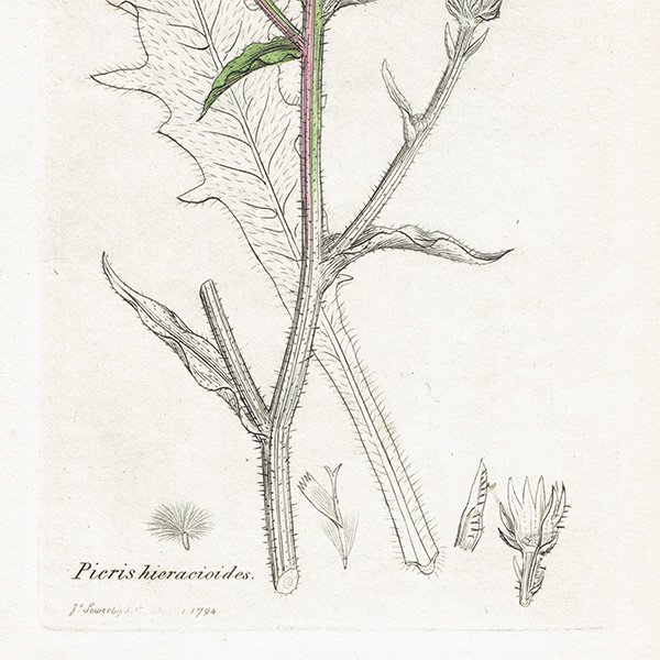 ꥹ ܥ˥륢/ʪ Picris hieracioides(). plate.1064,1839ǯ 0506