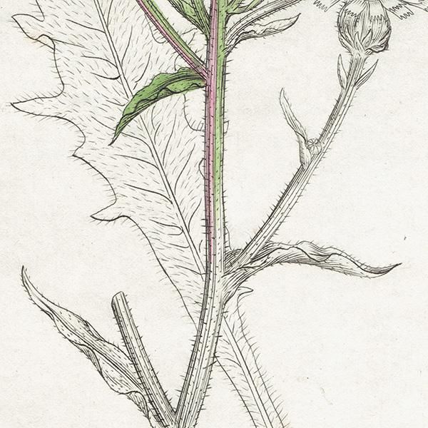 ꥹ ܥ˥륢/ʪ Picris hieracioides(). plate.1064,1839ǯ 0506