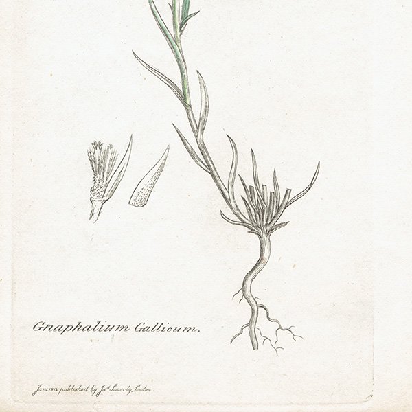 ꥹ ܥ˥륢/ʪ Gnaphalium Gallicum(ۥХϥϥ). plate.1142,1839ǯ 0507