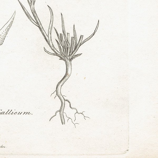 ꥹ ܥ˥륢/ʪ Gnaphalium Gallicum(ۥХϥϥ). plate.1142,1839ǯ 0507