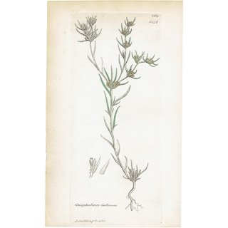 イギリス ボタニカルアート/植物画 Gnaphalium Gallicum(ホソバハハコグサ). plate.1142,1839年 0507
