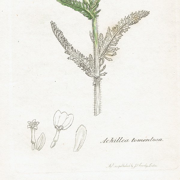 ꥹ ܥ˥륢/ʪ Achillea tomentosa(ҥΥ꥽). plate.1185,1839ǯ 0508