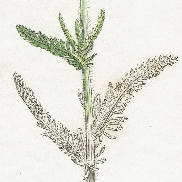 ꥹ ܥ˥륢/ʪ Achillea tomentosa(ҥΥ꥽). plate.1185,1839ǯ 0508