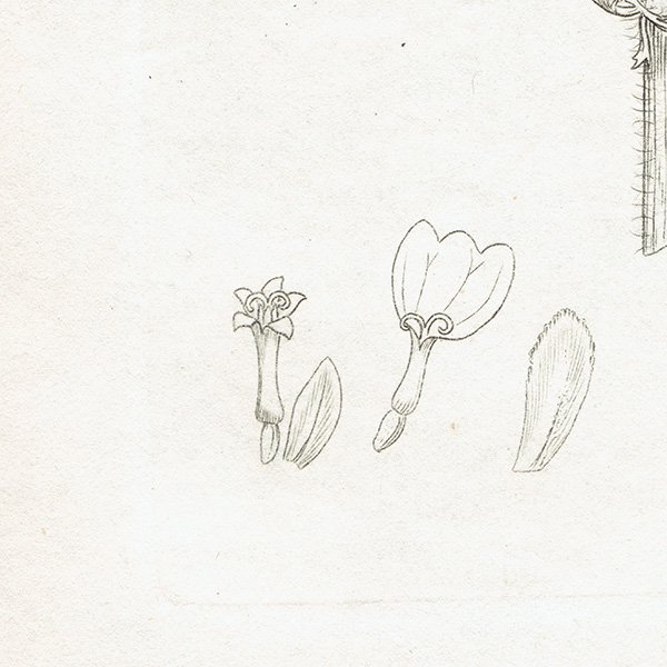 ꥹ ܥ˥륢/ʪ Achillea tomentosa(ҥΥ꥽). plate.1185,1839ǯ 0508