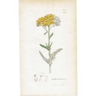 ꥹ ܥ˥륢/ʪ Achillea tomentosa(ҥΥ꥽). plate.1185,1839ǯ 0508