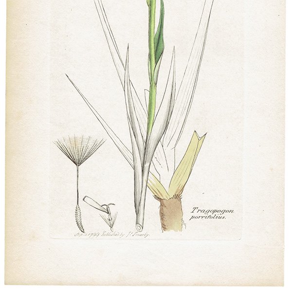 ꥹ ܥ˥륢/ʪ Tragopogon porrifolius(Х󥸥). plate.1062,1839ǯ 0509