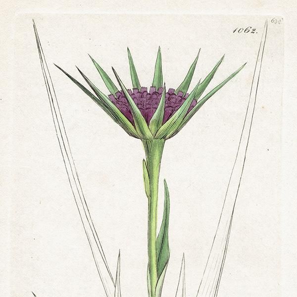 ꥹ ܥ˥륢/ʪ Tragopogon porrifolius(Х󥸥). plate.1062,1839ǯ 0509