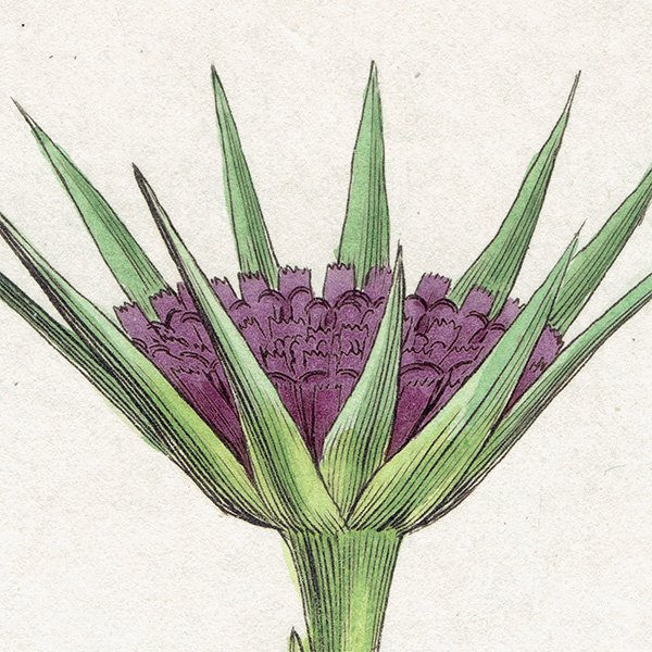 ꥹ ܥ˥륢/ʪ Tragopogon porrifolius(Х󥸥). plate.1062,1839ǯ 0509