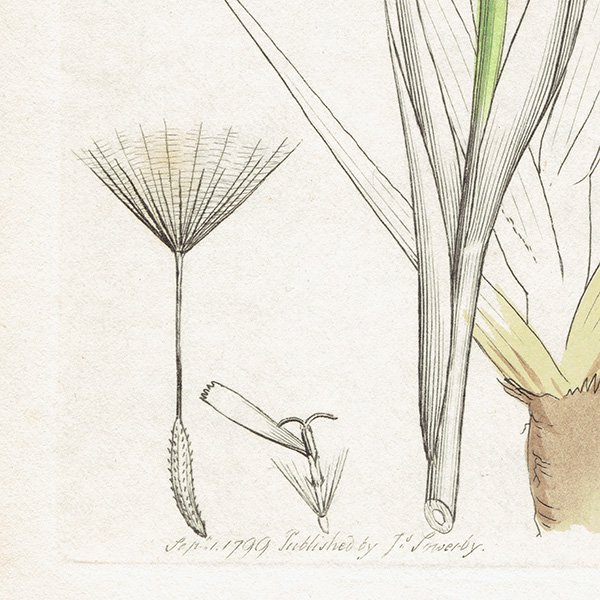 ꥹ ܥ˥륢/ʪ Tragopogon porrifolius(Х󥸥). plate.1062,1839ǯ 0509