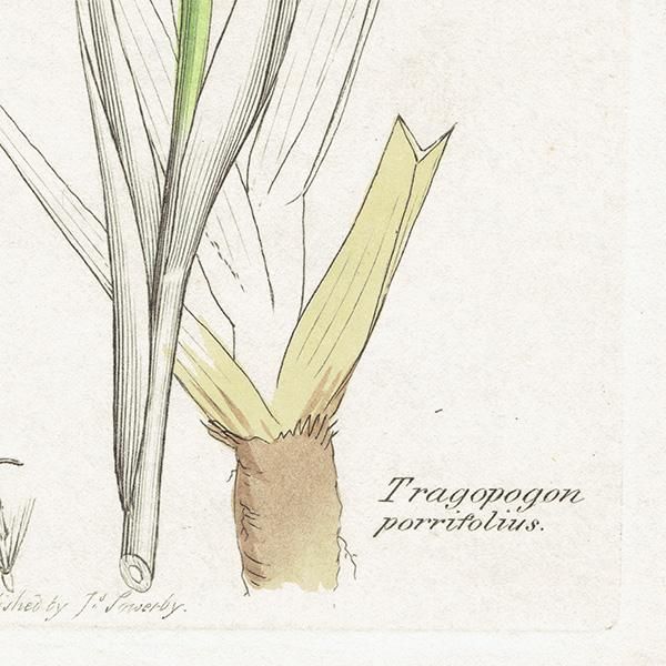 ꥹ ܥ˥륢/ʪ Tragopogon porrifolius(Х󥸥). plate.1062,1839ǯ 0509