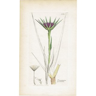 イギリス ボタニカルアート/植物画 Tragopogon porrifolius(バラモンジン). plate.1062,1839年 0509