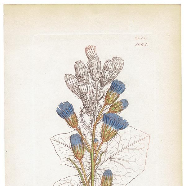 ꥹ ܥ˥ץ/ʪ Sonchus alpinus(ӥԥ). plate.1065,1839 JAMES SOWERBY 0510