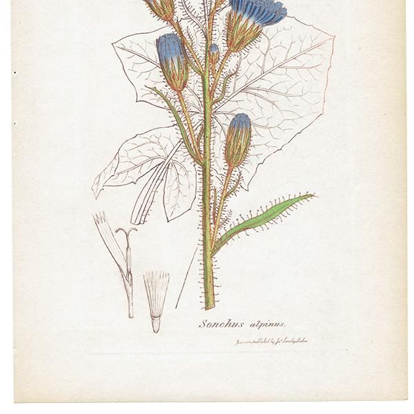 ꥹ ܥ˥ץ/ʪ Sonchus alpinus(ӥԥ). plate.1065,1839 JAMES SOWERBY 0510