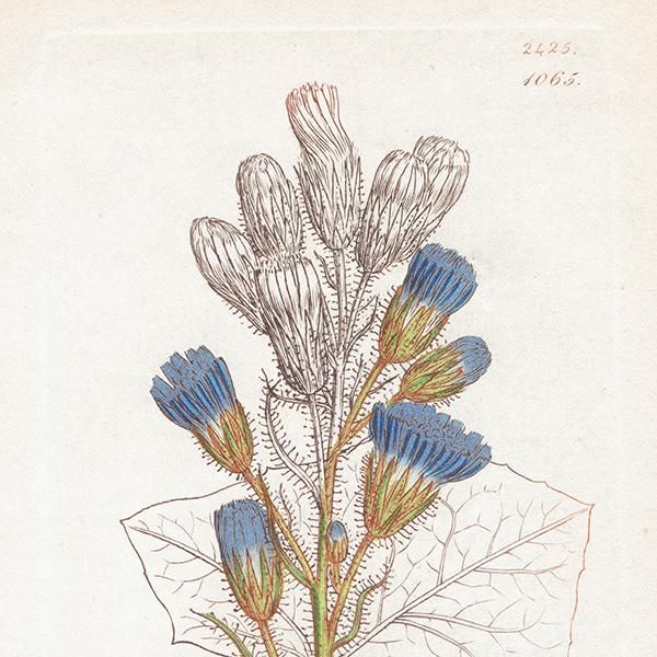 ꥹ ܥ˥ץ/ʪ Sonchus alpinus(ӥԥ). plate.1065,1839 JAMES SOWERBY 0510