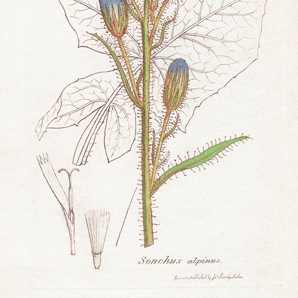ꥹ ܥ˥ץ/ʪ Sonchus alpinus(ӥԥ). plate.1065,1839 JAMES SOWERBY 0510