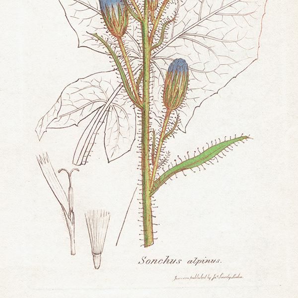 ꥹ ܥ˥ץ/ʪ Sonchus alpinus(ӥԥ). plate.1065,1839 JAMES SOWERBY 0510