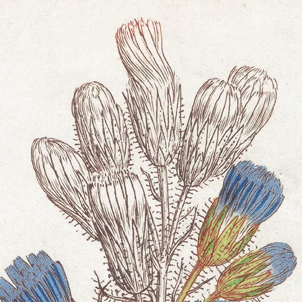 ꥹ ܥ˥ץ/ʪ Sonchus alpinus(ӥԥ). plate.1065,1839 JAMES SOWERBY 0510