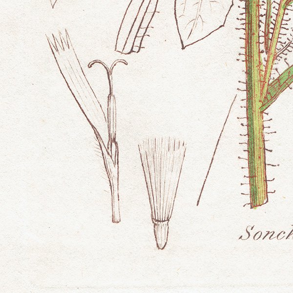 ꥹ ܥ˥ץ/ʪ Sonchus alpinus(ӥԥ). plate.1065,1839 JAMES SOWERBY 0510