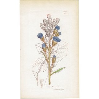 イギリス ボタニカルプリント/植物画 Sonchus alpinus(キケルビタ・アルピナ). plate.1065,1839 JAMES SOWERBY 0510