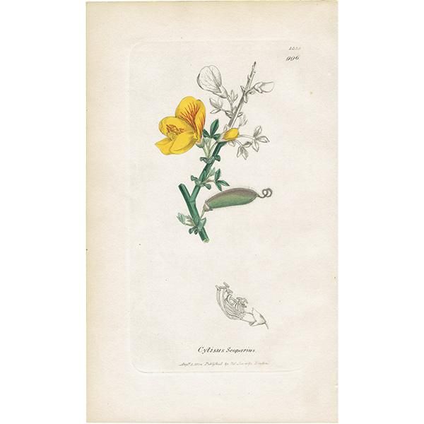 イギリス ボタニカルプリント/植物画 Cytisus Scoparius