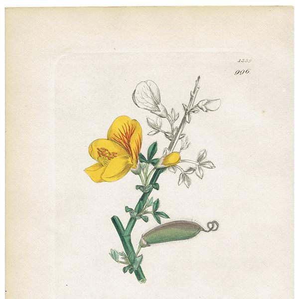 ꥹ ܥ˥ץ/ʪ Cytisus Scoparius(˥). plate.996,1839 JAMES SOWERBY 0511