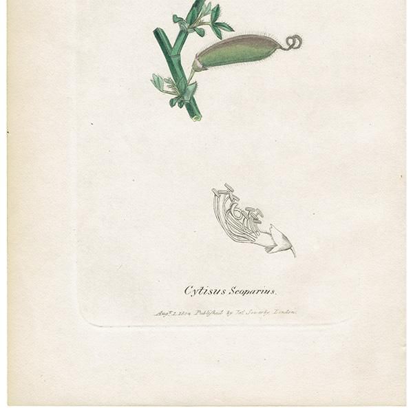 ꥹ ܥ˥ץ/ʪ Cytisus Scoparius(˥). plate.996,1839 JAMES SOWERBY 0511