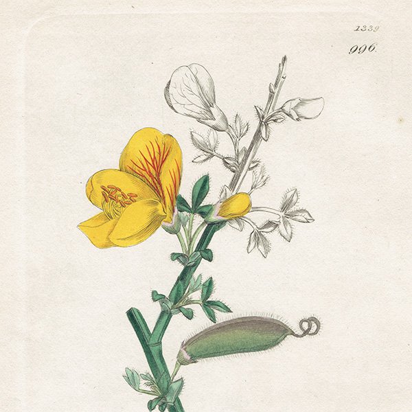 イギリス ボタニカルプリント/植物画 Cytisus Scoparius(エニシダ). plate.996,1839 JAMES SOWERBY  0511 - アンティーク & ヴィンテージの古いプリント・紙もの Comfy design