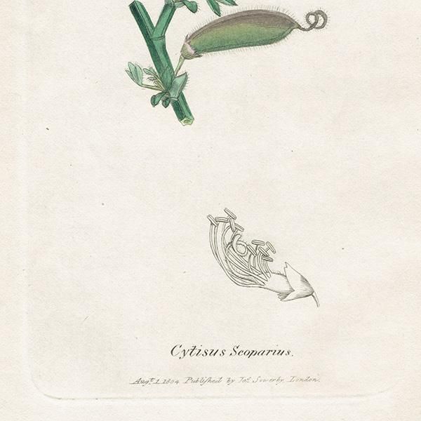 イギリス ボタニカルプリント/植物画 Cytisus Scoparius