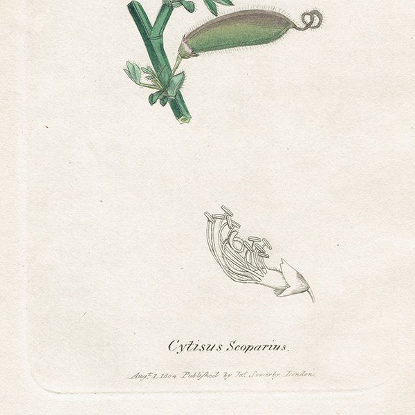 ꥹ ܥ˥ץ/ʪ Cytisus Scoparius(˥). plate.996,1839 JAMES SOWERBY 0511