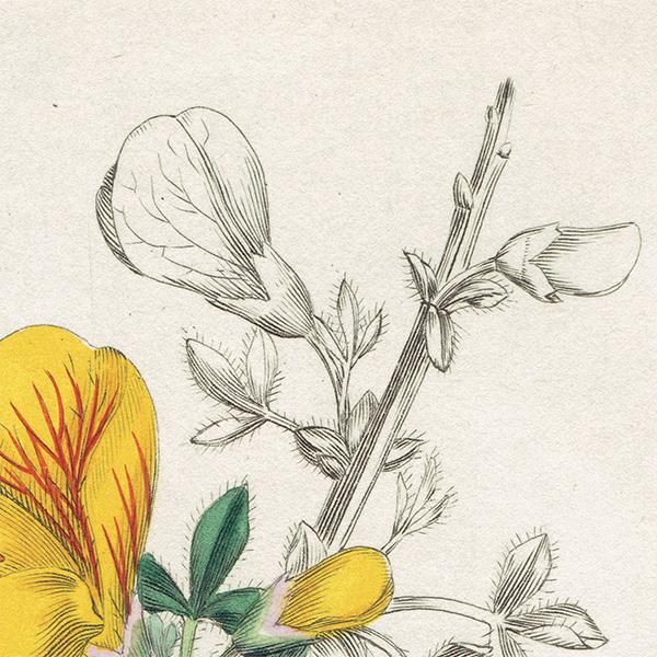 ꥹ ܥ˥ץ/ʪ Cytisus Scoparius(˥). plate.996,1839 JAMES SOWERBY 0511