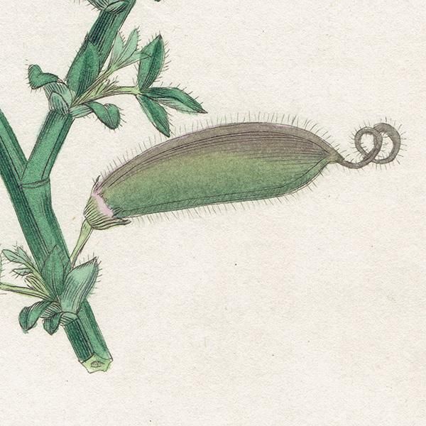 フランス ボタニカルプリント/植物画 HYMENODIUM CRINITUM