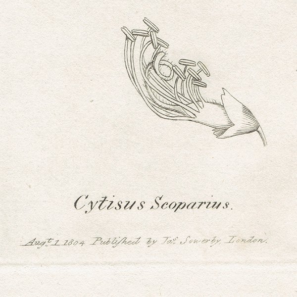 ꥹ ܥ˥ץ/ʪ Cytisus Scoparius(˥). plate.996,1839 JAMES SOWERBY 0511