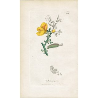 イギリス ボタニカルプリント/植物画 Cytisus Scoparius(エニシダ). plate.996,1839 JAMES SOWERBY 0511