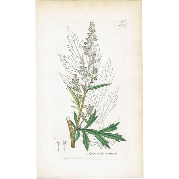 ꥹ ܥ˥륢/ʪ Artemisia vulgaris(奦⥮). plate.1134,1839ǯ 0512