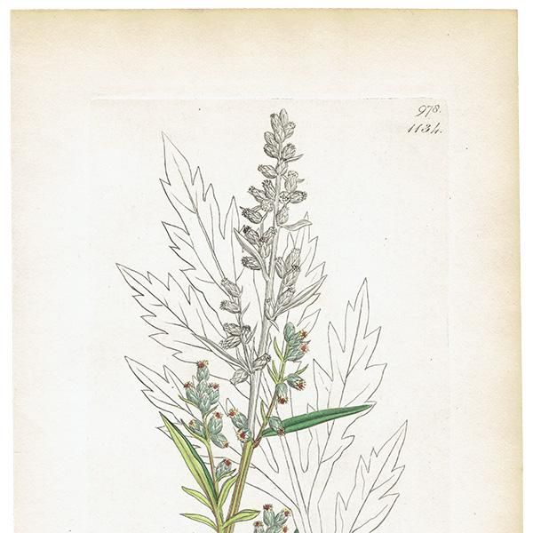 イギリス ボタニカルアート/植物画 Artemisia vulgaris(オウ イギリス ボタニカルアート/植物画 Artemisia vulgaris(オウ