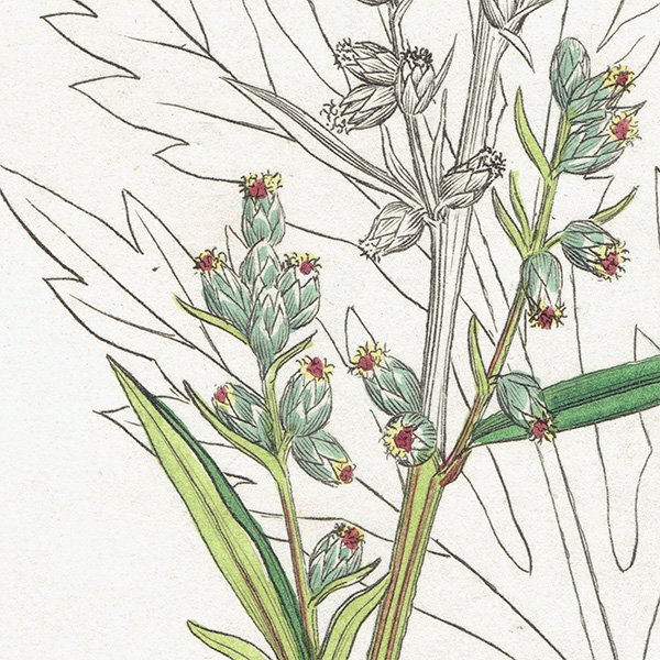 ꥹ ܥ˥륢/ʪ Artemisia vulgaris(奦⥮). plate.1134,1839ǯ 0512