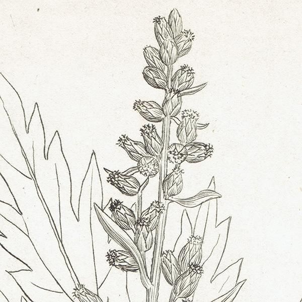 イギリス ボタニカルアート/植物画 Artemisia vulgaris(オウ イギリス ボタニカルアート/植物画 Artemisia vulgaris(オウ