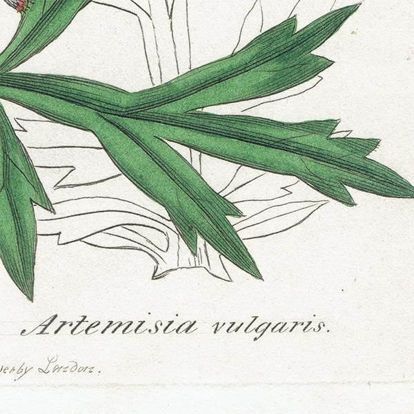 ꥹ ܥ˥륢/ʪ Artemisia vulgaris(奦⥮). plate.1134,1839ǯ 0512