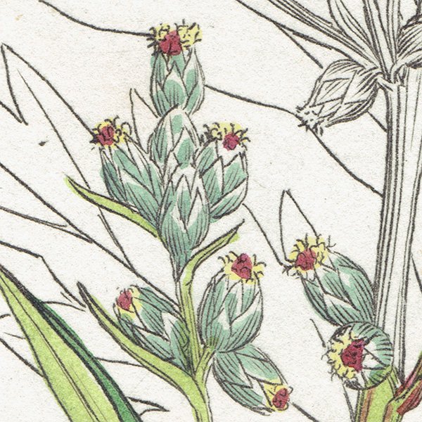 ꥹ ܥ˥륢/ʪ Artemisia vulgaris(奦⥮). plate.1134,1839ǯ 0512
