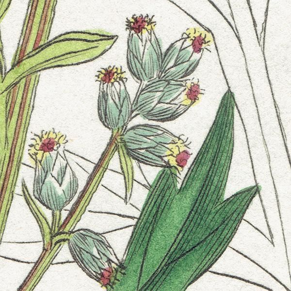 ꥹ ܥ˥륢/ʪ Artemisia vulgaris(奦⥮). plate.1134,1839ǯ 0512