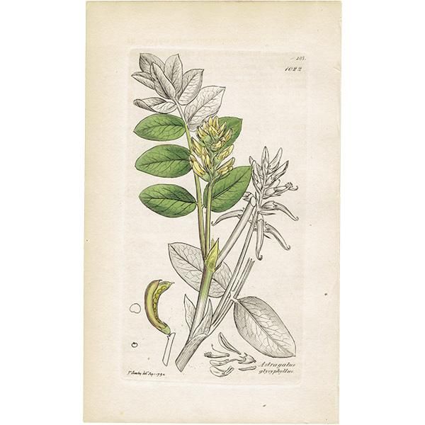 ꥹ ܥ˥륢/ʪ Astragalus glycyphyllos(󥲤). plate.1022,1839ǯ 0513