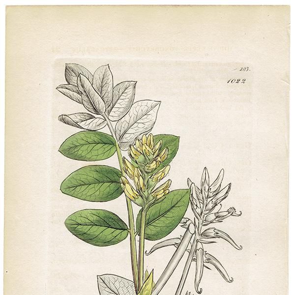 ꥹ ܥ˥륢/ʪ Astragalus glycyphyllos(󥲤). plate.1022,1839ǯ 0513