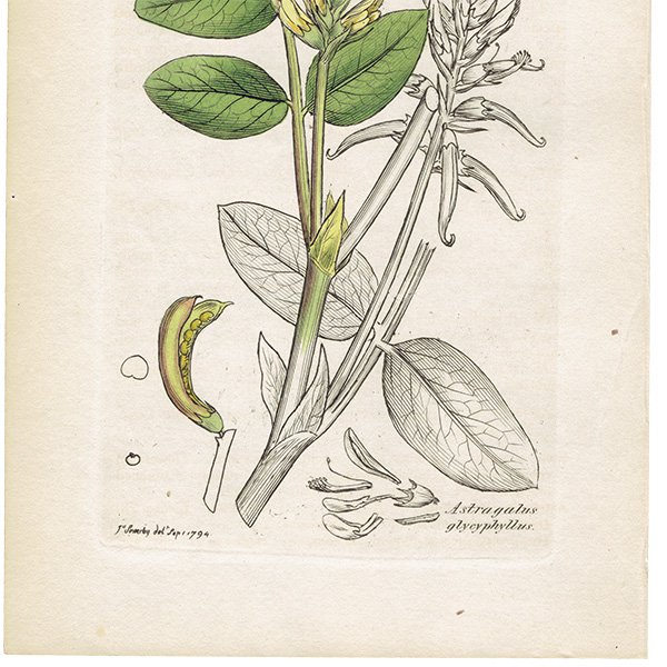 ꥹ ܥ˥륢/ʪ Astragalus glycyphyllos(󥲤). plate.1022,1839ǯ 0513